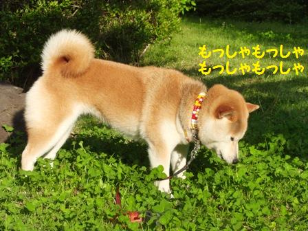 もっしゃもっしゃ