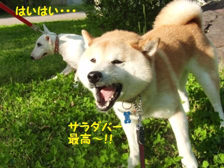 サラダバー