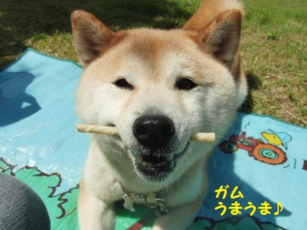 うまうま
