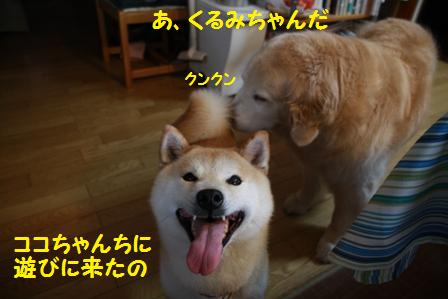 遊びに来た
