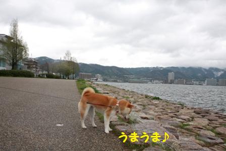 うまうま