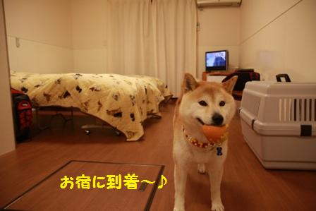 ドッグスペース