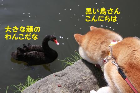 黒鳥