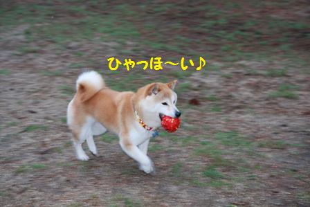 ドッグラン