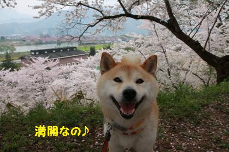 満開