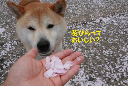 花びら