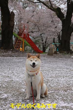 モデル