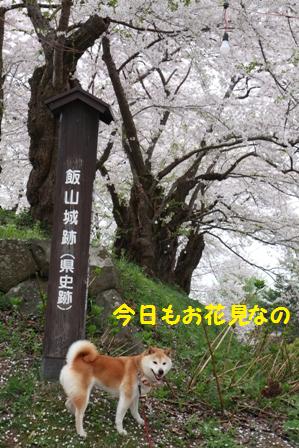 お花見