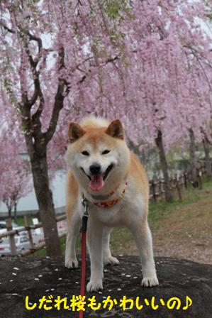 しだれ桜