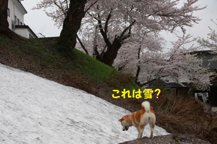 雪?
