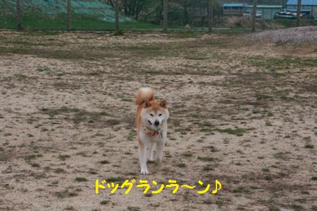 ランラン