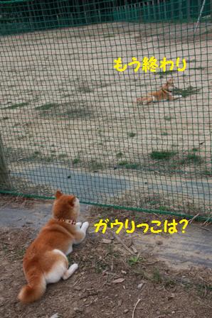 ガウりっこ