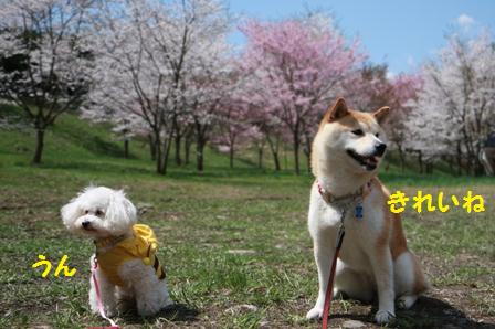 桜きれい