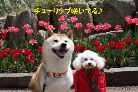 チューリップ
