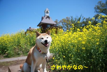 菜の花公園