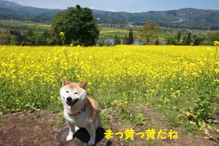 まっ黄っ黄