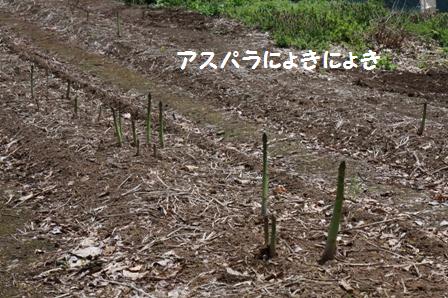 アスパラ