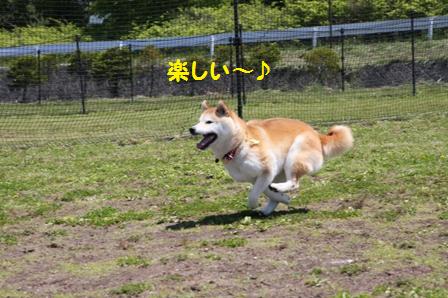 楽しい