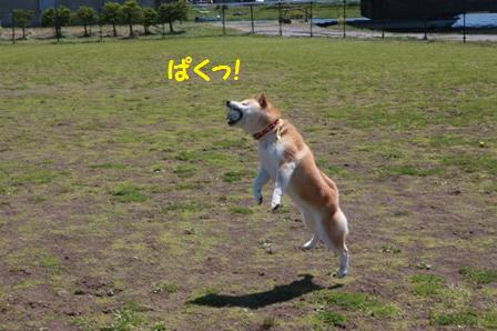 ぱくっ
