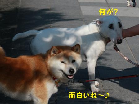 面白い