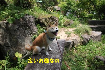 広いお庭