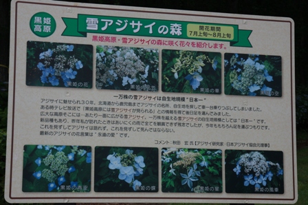 雪アジサイ
