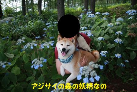 妖精