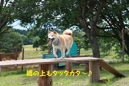 タッタカタ~