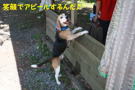 アピール