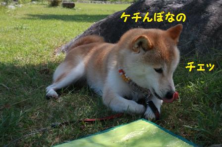 けちんぼ