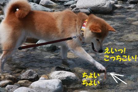 ちょいちょい