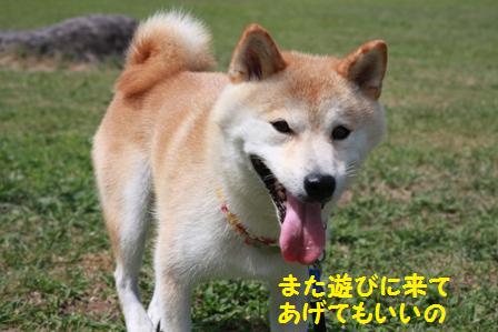 遊びに来てあげてもいいの