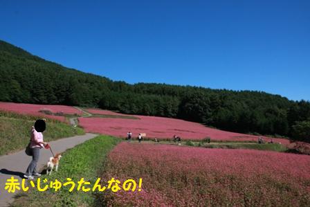 赤いじゅうたん