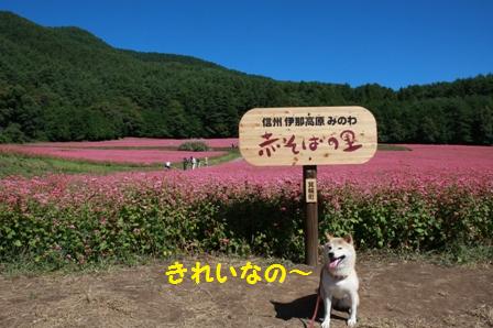 きれいなの