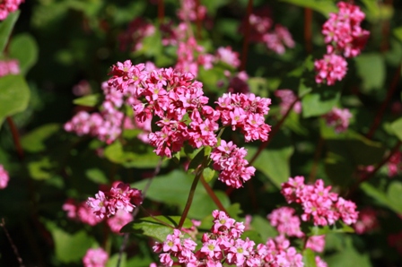 赤そばの花