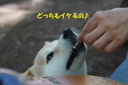イケる
