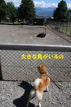 大きな鳥