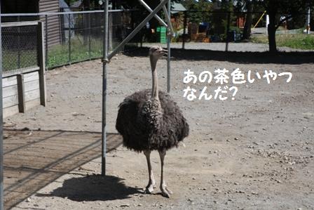 茶色いやつ