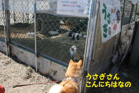 うさぎさん