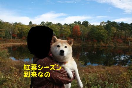 紅葉