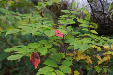 紅葉