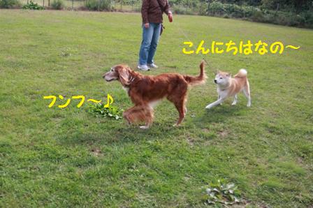 ドッグラン