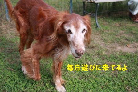 ラーク