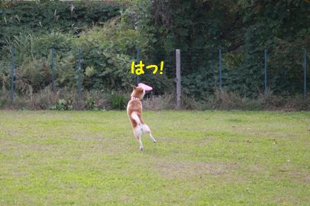 はっ