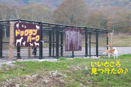 ドッグラン