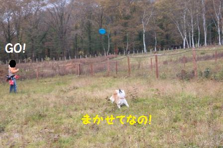 フリスビー