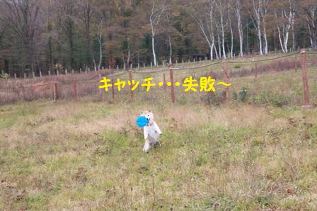 フリスビー