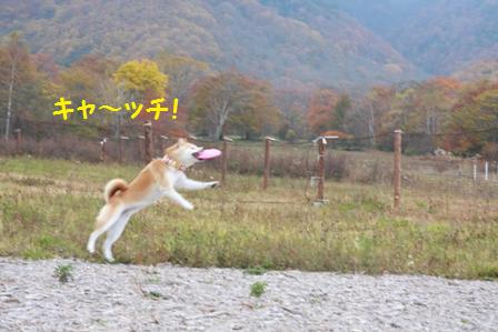 フリスビー