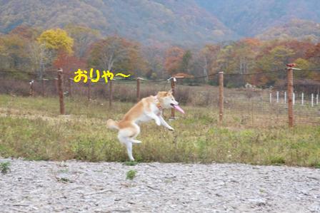 フリスビー