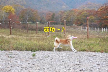 フリスビー